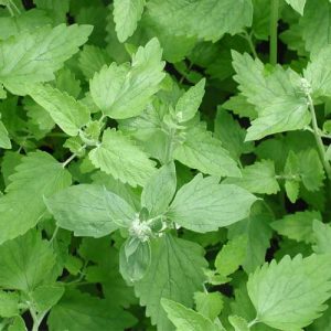 catnip